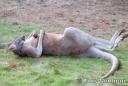kangaroo-laying8.jpg