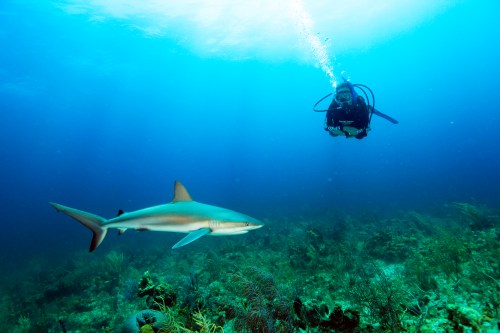 shrk-scuba-with-shrk-13MB-RC