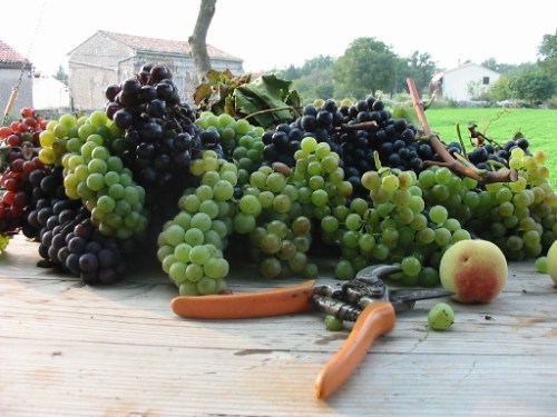 home-made-wine-in-Caucasus